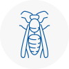 Nuneaton Wasp Nest Removal